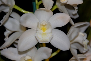 Cymbidium Kulnura Snow White Dream AM/AOS 81 pts.